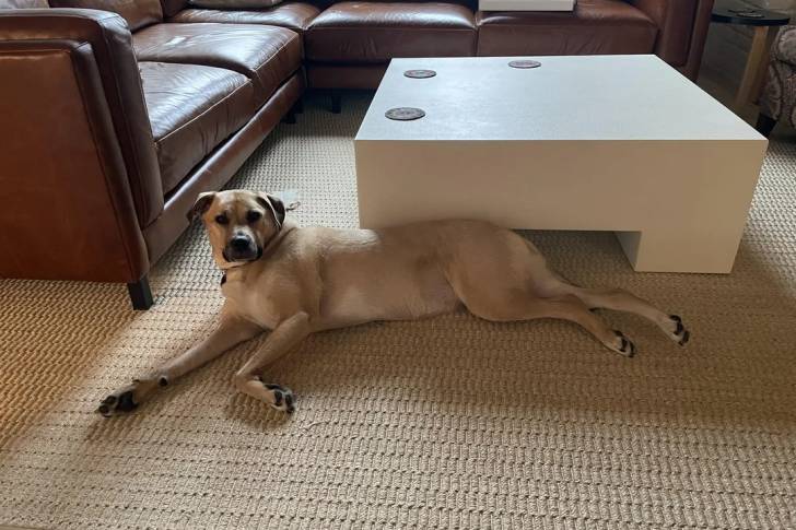 Un Black Mouth Cur allongé sur une moquette et portant un collier autour du cou