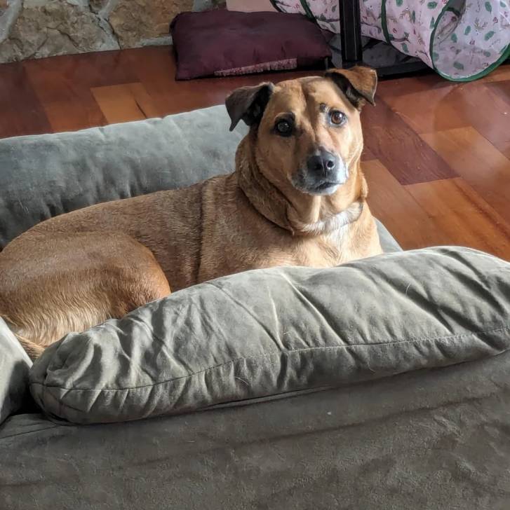 Un Black Mouth Cur allongé sur un fauteuil 