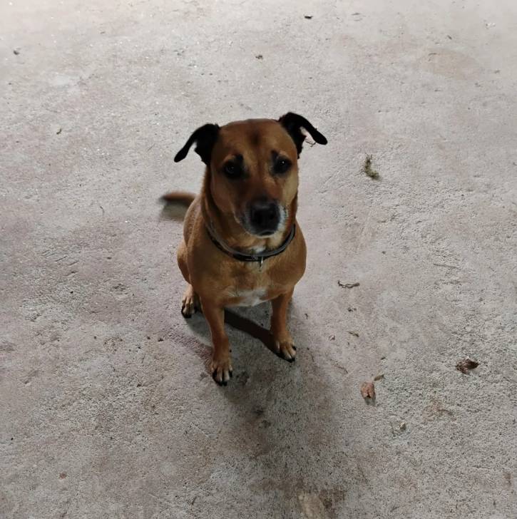 Un Black Mouth Cur assis sur une surface bétonnée et portant un collier autour du cou