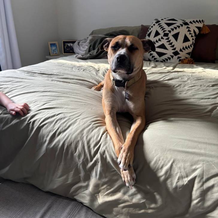 Un Black Mouth Cur allongé sur un lit et portant un collier autour du cou