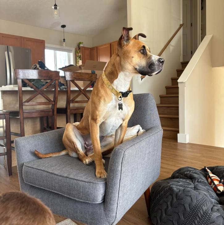 Un Black Mouth Cur assis sur un fauteuil et portant un collier autour du cou