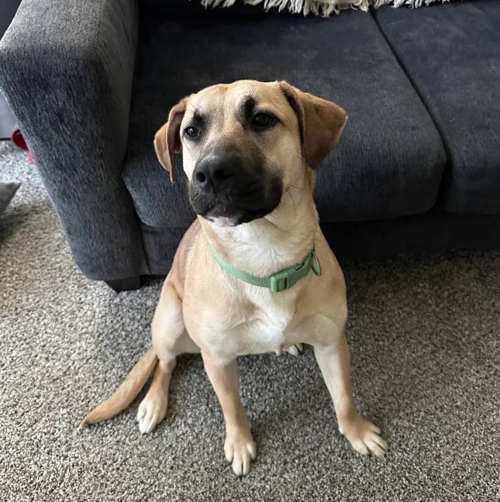 Un Black Mouth Cur assis sur une moquette et portant un collier autour du cou