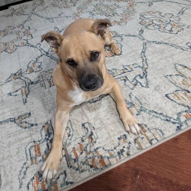 Un Black Mouth Cur allongé sur un tapis et regardant vers la caméra  