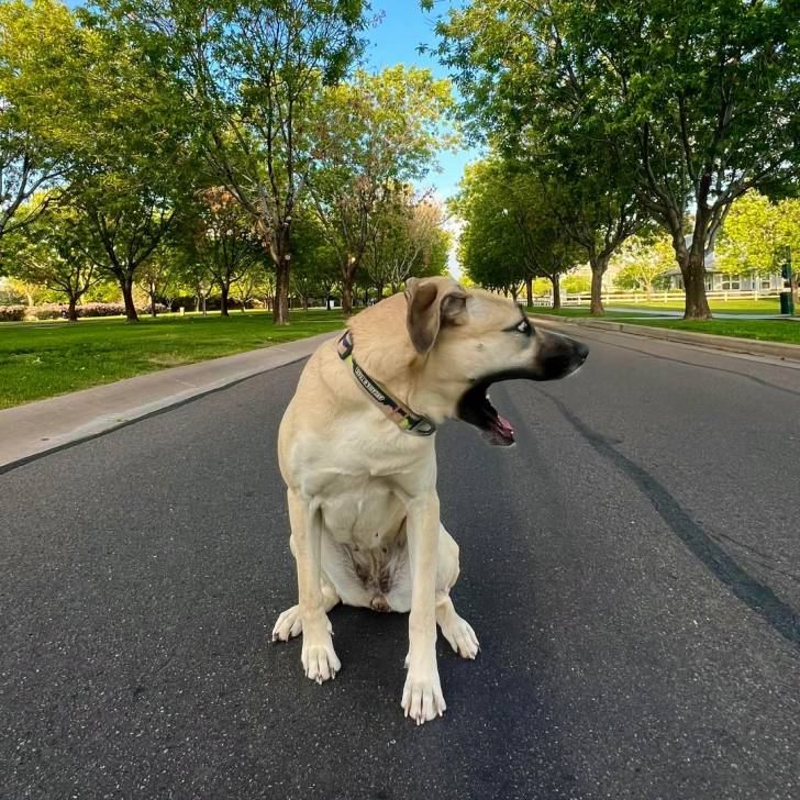 Un Black Mouth Cur sur une surface bitumée et portant un collier autour du cou