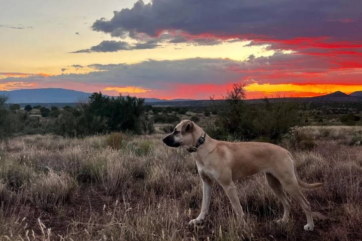 Un Black Mouth Cur sur une surface herbacée et portant un collier autour du cou