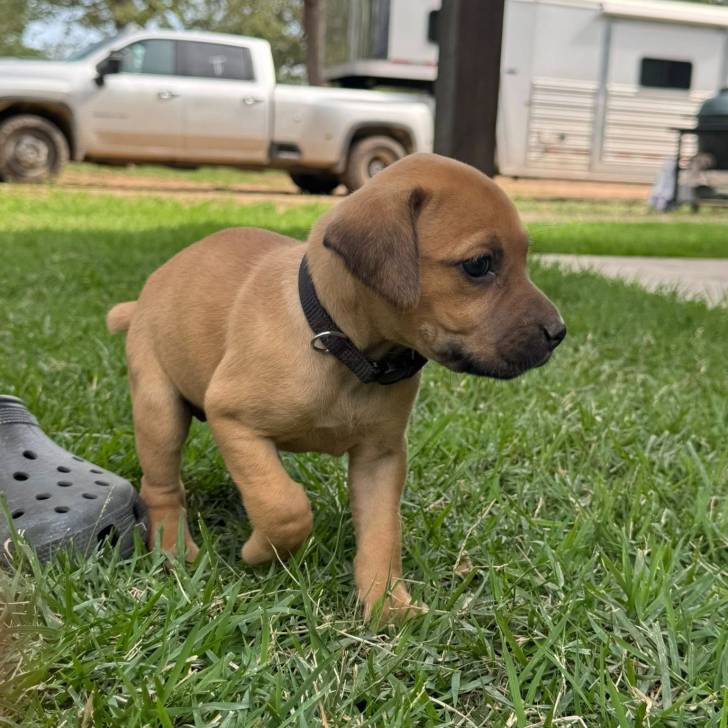 Un chiot Black Mouth Cur sur une surface gazonnée et portant un collier autour du cou