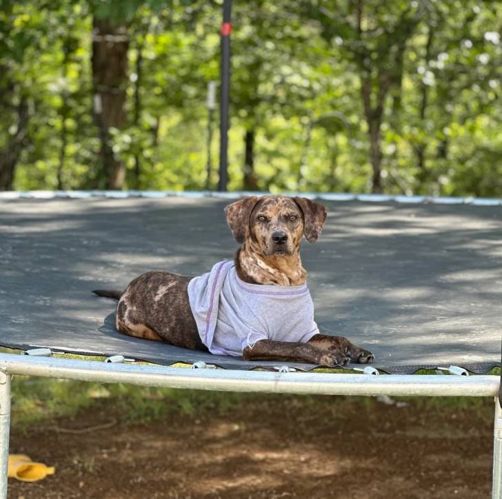 Photo Black Mouth Cur