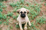 Un chiot Black Mouth Cur au pelage de couleur beige, assis dans l'herbe et regardant en l'air.