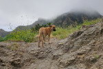 Un Black Mouth Cur qui monte au sommet d'une montagne sous un ciel nuageux.