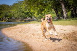 Un Black Mouth Cur adulte au pelage fauve qui court à toute allure sur la plage au bord de l'eau.