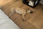 Un Black Mouth Cur allongé sur un plancher et portant un collier autour du cou