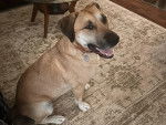 Un Black Mouth Cur assis sur un tapis et portant un collier autour du cou