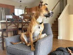 Un Black Mouth Cur assis sur un fauteuil et portant un collier autour du cou