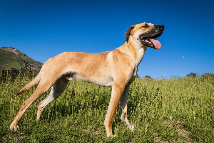 Un Black Mouth Cur qui respire l'air pur de la montagne seul au milieu d'un champ d'herbe.