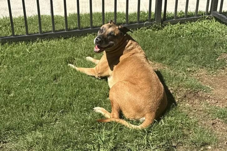 Un Black Mouth Cur allongé sur une surface herbacée