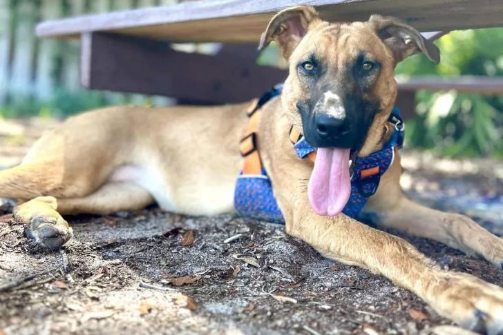 Un Black Mouth Cur ayant la langue pendante et portant un harnais 