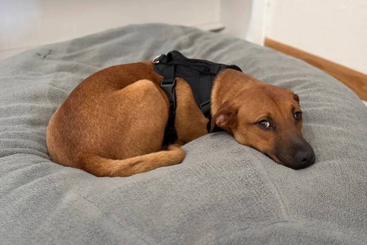 Un Black Mouth Cur allongé et portant un harnais 