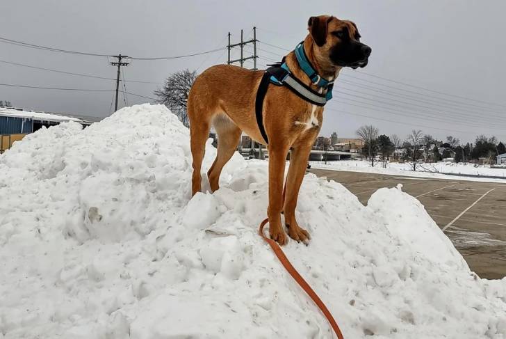 Un Black Mouth Cur sur une surface enneigée portant un harnais et qui est tenu en laisse 