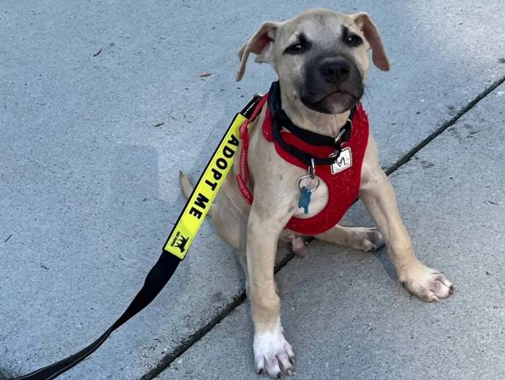 Un Black Mouth Cur assis sur une surface bétonnée et qui est tenu en laisse 