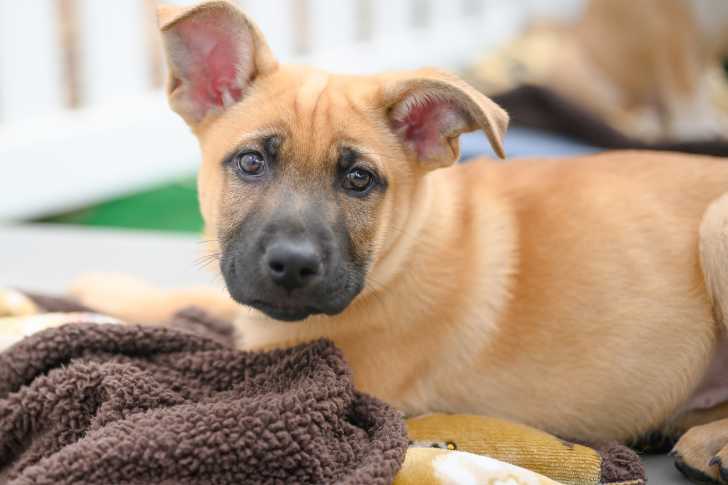 Un jeune Black Mouth Cur au pelage fauve est allongé sur un lit avec une peluche et une couette. 