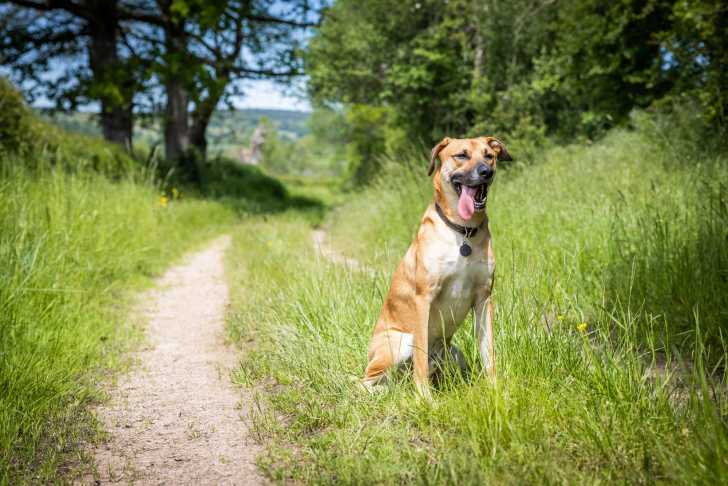 Un Black Mouth Cur adulte assis seul au milieu d'un chemin de campagne, attendant son maître.