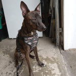 Un Mountain Feist assis sur une surface bétonnée et qui est tenu en laisse