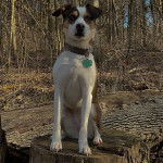 Un Mountain Feist sur un tronc d'arbre et portant un collier autour du cou