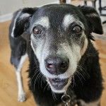 Un Mountain Feist sur un plancher et portant un collier autour du cou