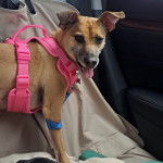 Un Mountain Feist tirant la langue et portant un harnais 