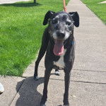 Un Mountain Feist sur une surface bétonnée et ayant la langue pendante 