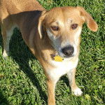 Un Mountain Feist sur un terrain herbeux et portant un collier autour du cou