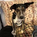 Un Mountain Feist assis et regardant vers la caméra 