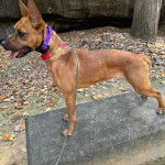 Un Mountain Feist sur une surface bétonnée et qui est tenu en laisse 