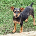 Un Mountain Feist sur un terrain herbeux et regardant vers la caméra 