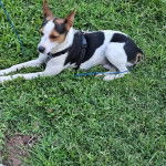 Un Mountain Feist sur une surface herbacée et qui est tenu en laisse