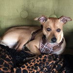 Un Mountain Feist allongé sur un canapé et portant un harnais 