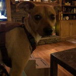 Un Mountain Feist portant un harnais et regardant vers la caméra 