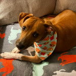 Un Mountain Feist allongé sur un canapé et portant un foulard 