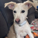 Un Mountain Feist assis sur un canapé et portant un collier autour du cou