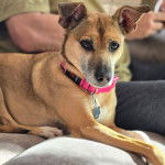 Un Mountain Feist allongé sur un canapé et portant un collier autour du cou