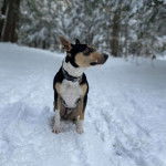 Un Mountain Feist assis sur une surface enneigée et portant un collier autour du cou