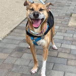 Un Mountain Feist sur un sol pavé et portant un collier autour du cou