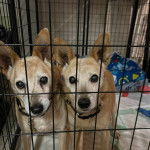 Deux Mountain Feist dans une cage et portant tous deux un collier autour du cou