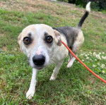Un Mountain Feist sur un terrain herbeux et qui est tenu en laisse 