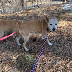 Un Mountain Feist sur une surface herbacée et qui est tenu en laisse 