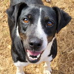 Un Mountain Feist sur une surface herbacée et regardant vers la caméra