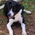 Un Mountain Feist sur un terrain herbeux et semblant détendu