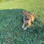 Un Mountain Feist allongé sur un terrain herbeux et tirant la langue 