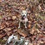 Un Mountain Feist ayant la langue pendante et qui est tenu en laisse