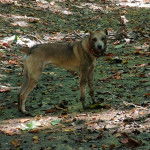 Un Mountain Feist sur un sol jonchés de feuilles mortes et portant un collier autour du cou